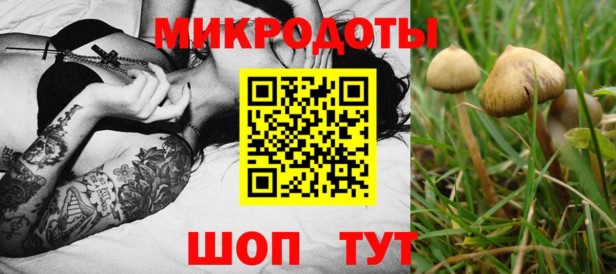 Галлюциногенные грибы Psilocybe Первоуральск